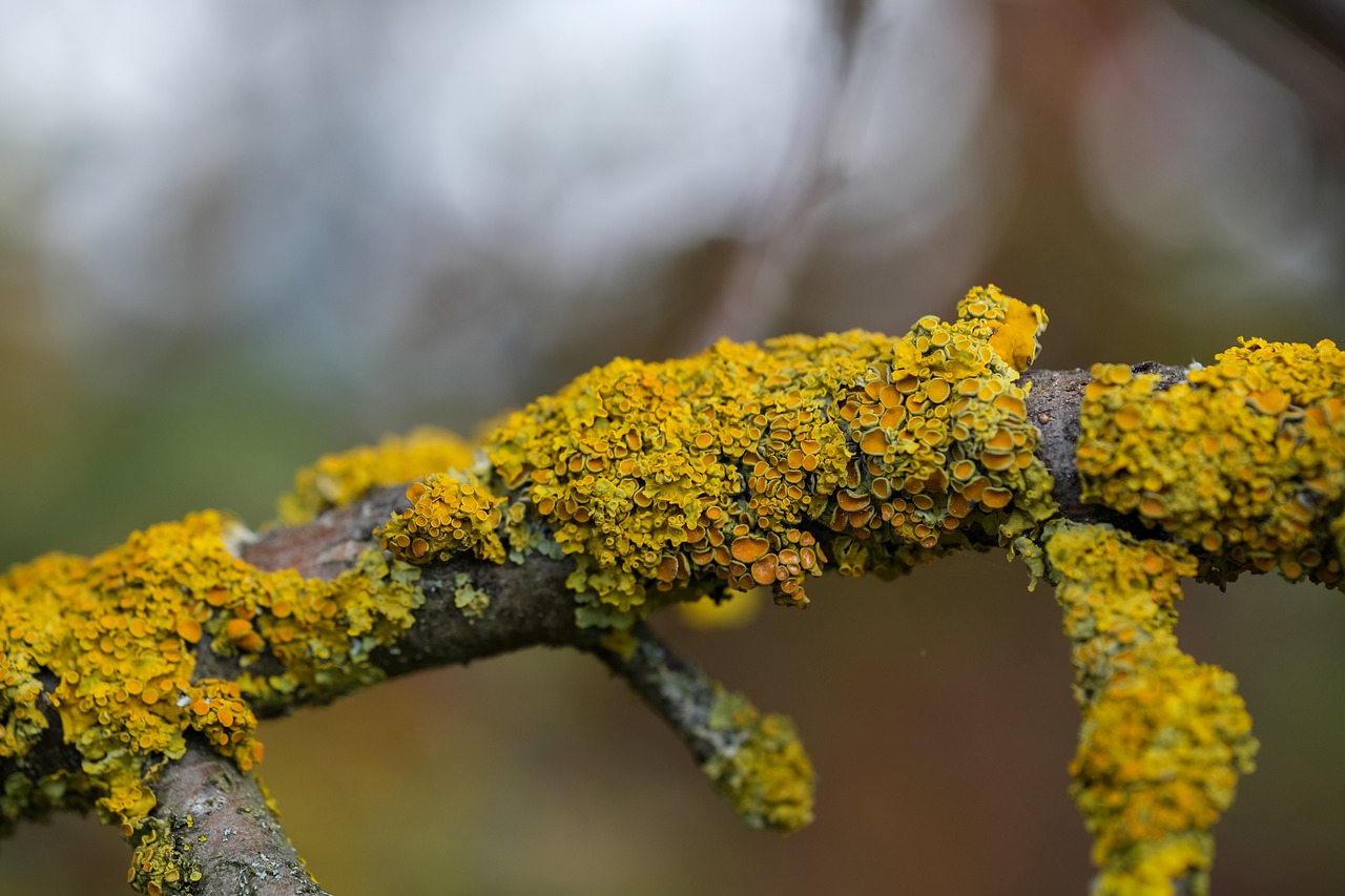 Free Lichen Branch photo and picture